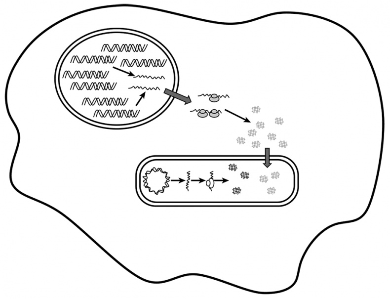 Иллюстрация к книге — Логика случая. О природе и происхождении биологической эволюции [i_056.jpg]