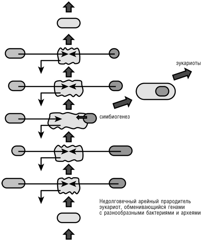 Иллюстрация к книге — Логика случая. О природе и происхождении биологической эволюции [i_064.jpg]