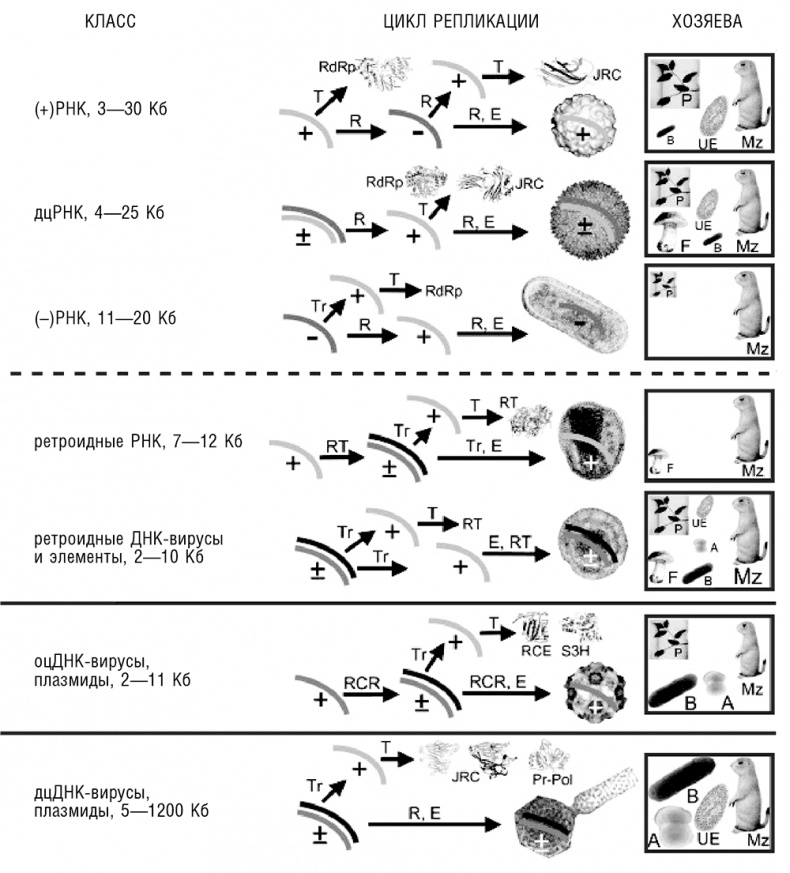 Иллюстрация к книге — Логика случая. О природе и происхождении биологической эволюции [i_084.jpg]