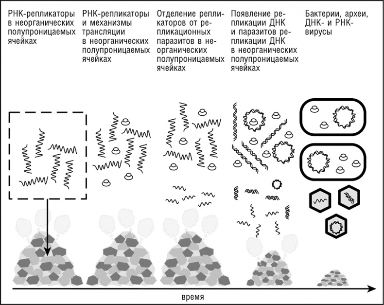 Иллюстрация к книге — Логика случая. О природе и происхождении биологической эволюции [i_092.jpg]