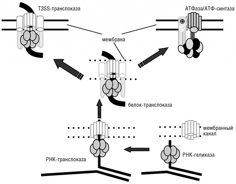 Иллюстрация к книге — Логика случая. О природе и происхождении биологической эволюции [i_093.jpg]