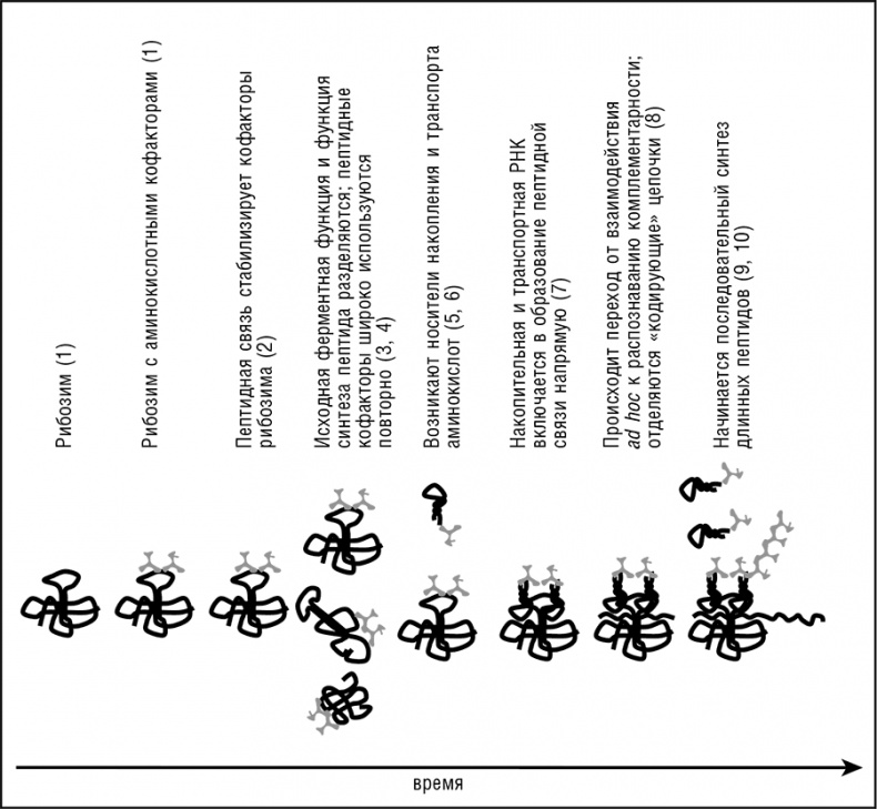 Иллюстрация к книге — Логика случая. О природе и происхождении биологической эволюции [i_098.jpg]