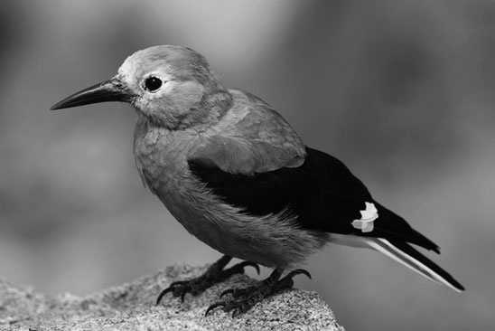 Иллюстрация к книге — Почему девочки не хуже мальчиков разбираются в математике [i_003.jpg]