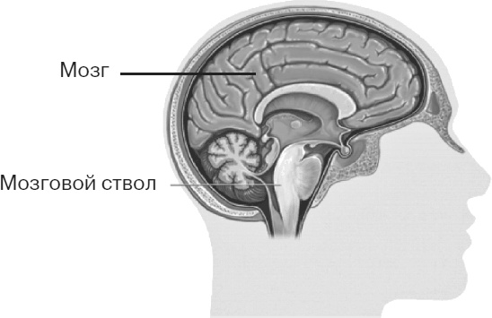 Иллюстрация к книге — Почему девочки не хуже мальчиков разбираются в математике [i_018.jpg]