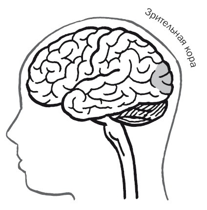 Иллюстрация к книге — Дуэль нейрохирургов. Как открывали тайны мозга, и почему смерть одного короля смогла перевернуть науку [i_016.jpg]