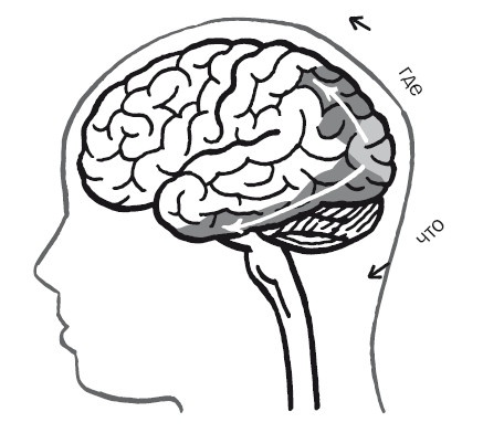 Иллюстрация к книге — Дуэль нейрохирургов. Как открывали тайны мозга, и почему смерть одного короля смогла перевернуть науку [i_017.jpg]