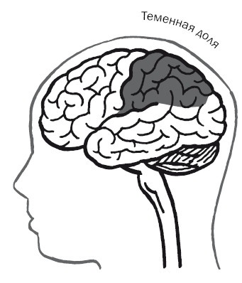 Иллюстрация к книге — Дуэль нейрохирургов. Как открывали тайны мозга, и почему смерть одного короля смогла перевернуть науку [i_035.jpg]