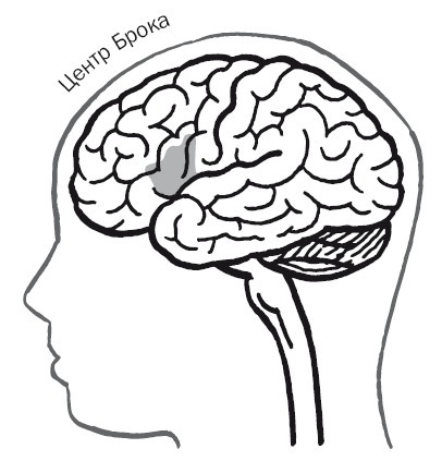 Иллюстрация к книге — Дуэль нейрохирургов. Как открывали тайны мозга, и почему смерть одного короля смогла перевернуть науку [i_041.jpg]