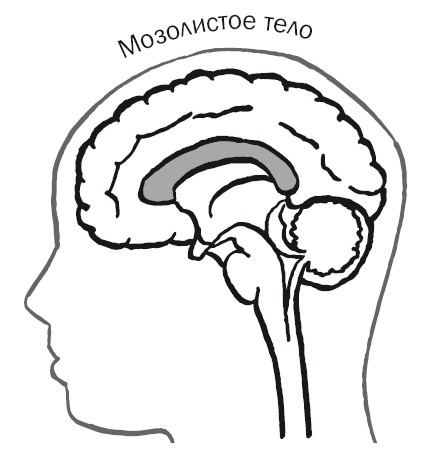 Иллюстрация к книге — Дуэль нейрохирургов. Как открывали тайны мозга, и почему смерть одного короля смогла перевернуть науку [i_042.jpg]
