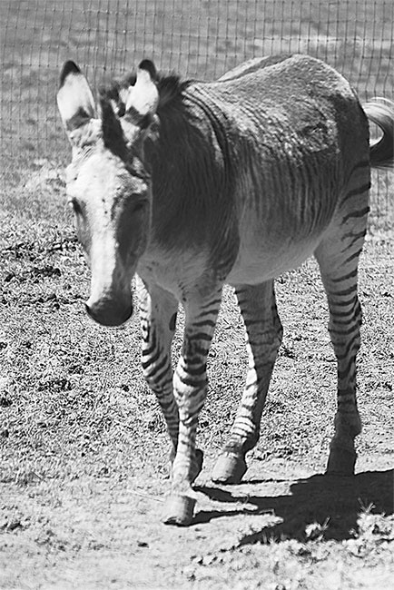 Иллюстрация к книге — Синдром Паганини и другие правдивые истории о гениальности, записанные в нашем генетическом коде [i_012.jpg]