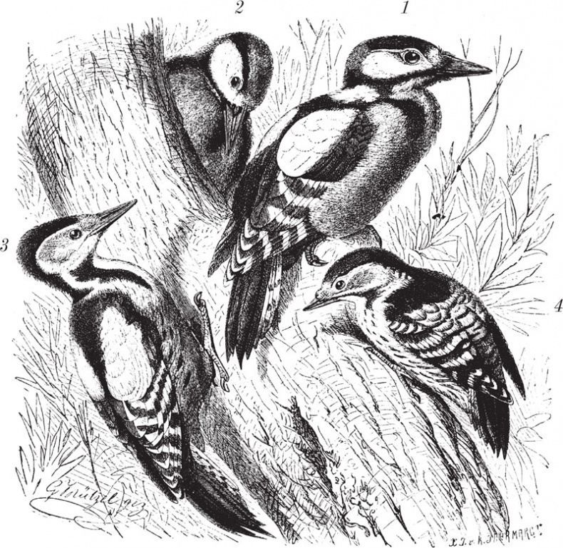 Иллюстрация к книге — Из царства пернатых. Популярные очерки из мира русских птиц [i_002.jpg]