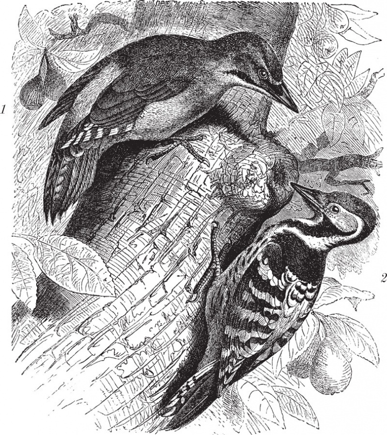 Иллюстрация к книге — Из царства пернатых. Популярные очерки из мира русских птиц [i_003.jpg]