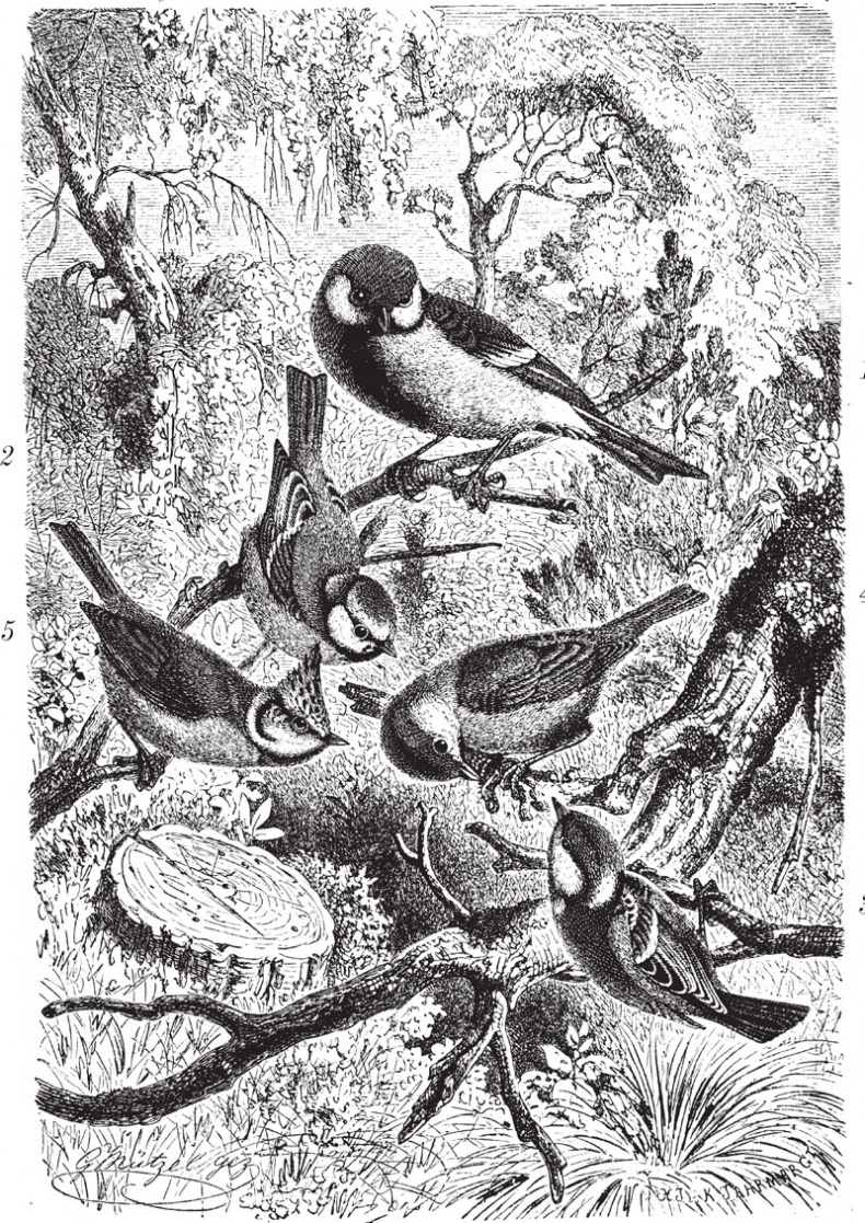 Иллюстрация к книге — Из царства пернатых. Популярные очерки из мира русских птиц [i_005.jpg]