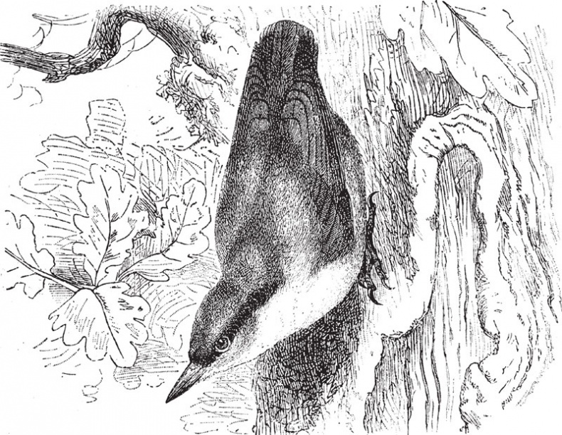 Иллюстрация к книге — Из царства пернатых. Популярные очерки из мира русских птиц [i_006.jpg]