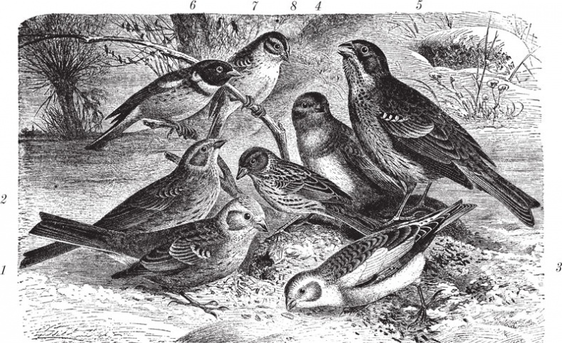 Иллюстрация к книге — Из царства пернатых. Популярные очерки из мира русских птиц [i_009.jpg]