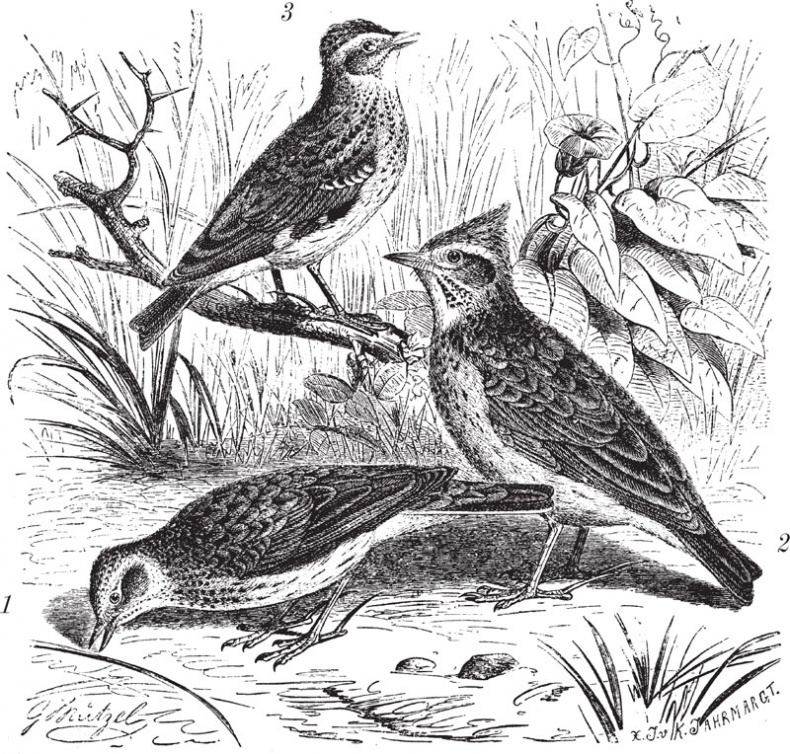 Иллюстрация к книге — Из царства пернатых. Популярные очерки из мира русских птиц [i_011.jpg]