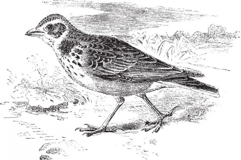 Иллюстрация к книге — Из царства пернатых. Популярные очерки из мира русских птиц [i_012.jpg]