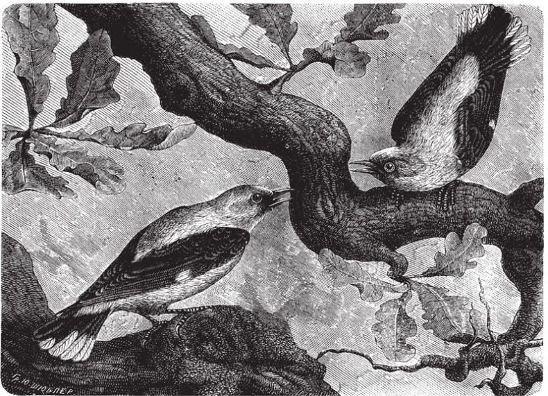 Иллюстрация к книге — Из царства пернатых. Популярные очерки из мира русских птиц [i_013.jpg]