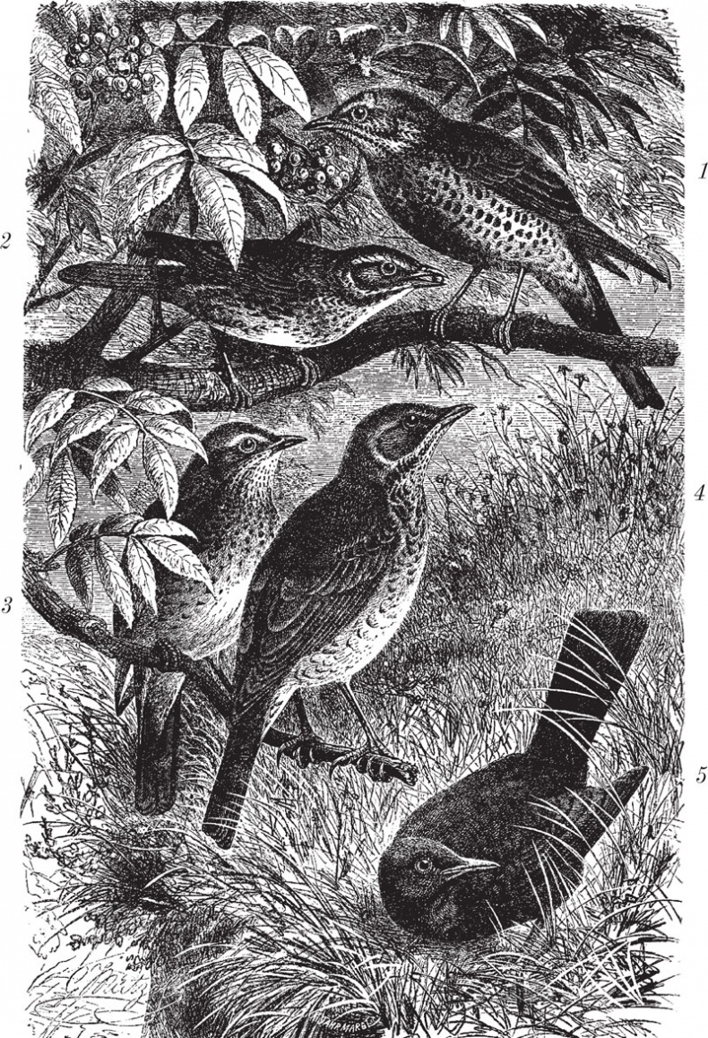 Иллюстрация к книге — Из царства пернатых. Популярные очерки из мира русских птиц [i_014.jpg]