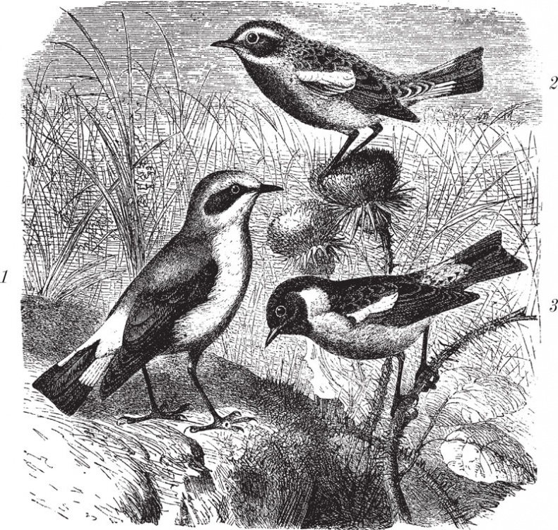 Иллюстрация к книге — Из царства пернатых. Популярные очерки из мира русских птиц [i_016.jpg]