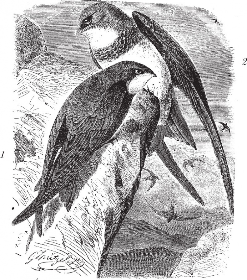 Иллюстрация к книге — Из царства пернатых. Популярные очерки из мира русских птиц [i_019.jpg]