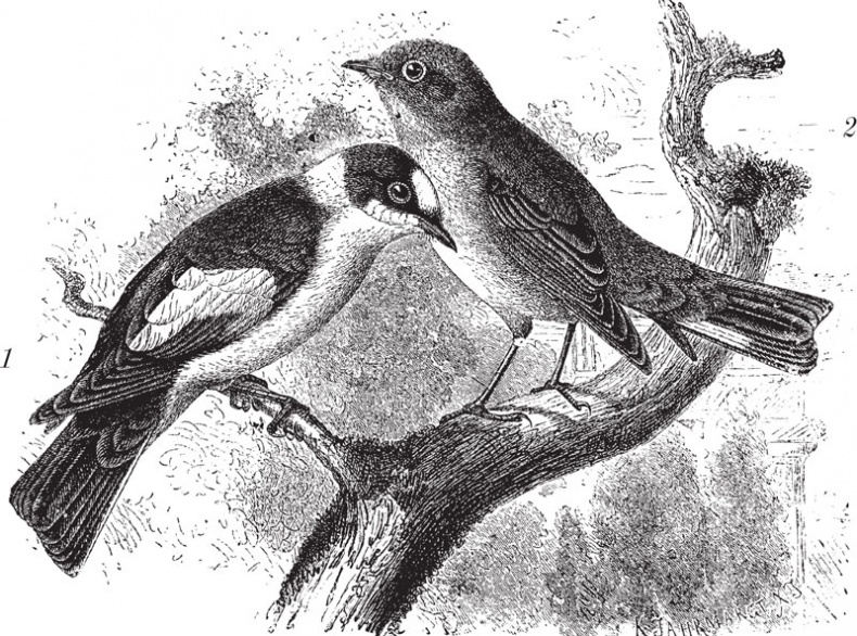 Иллюстрация к книге — Из царства пернатых. Популярные очерки из мира русских птиц [i_020.jpg]