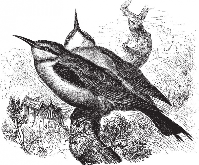 Иллюстрация к книге — Из царства пернатых. Популярные очерки из мира русских птиц [i_028.jpg]