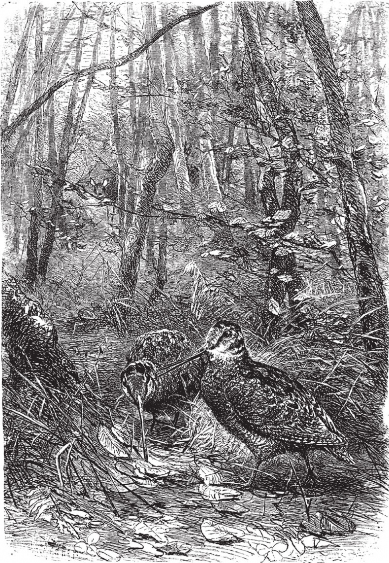 Иллюстрация к книге — Из царства пернатых. Популярные очерки из мира русских птиц [i_029.jpg]