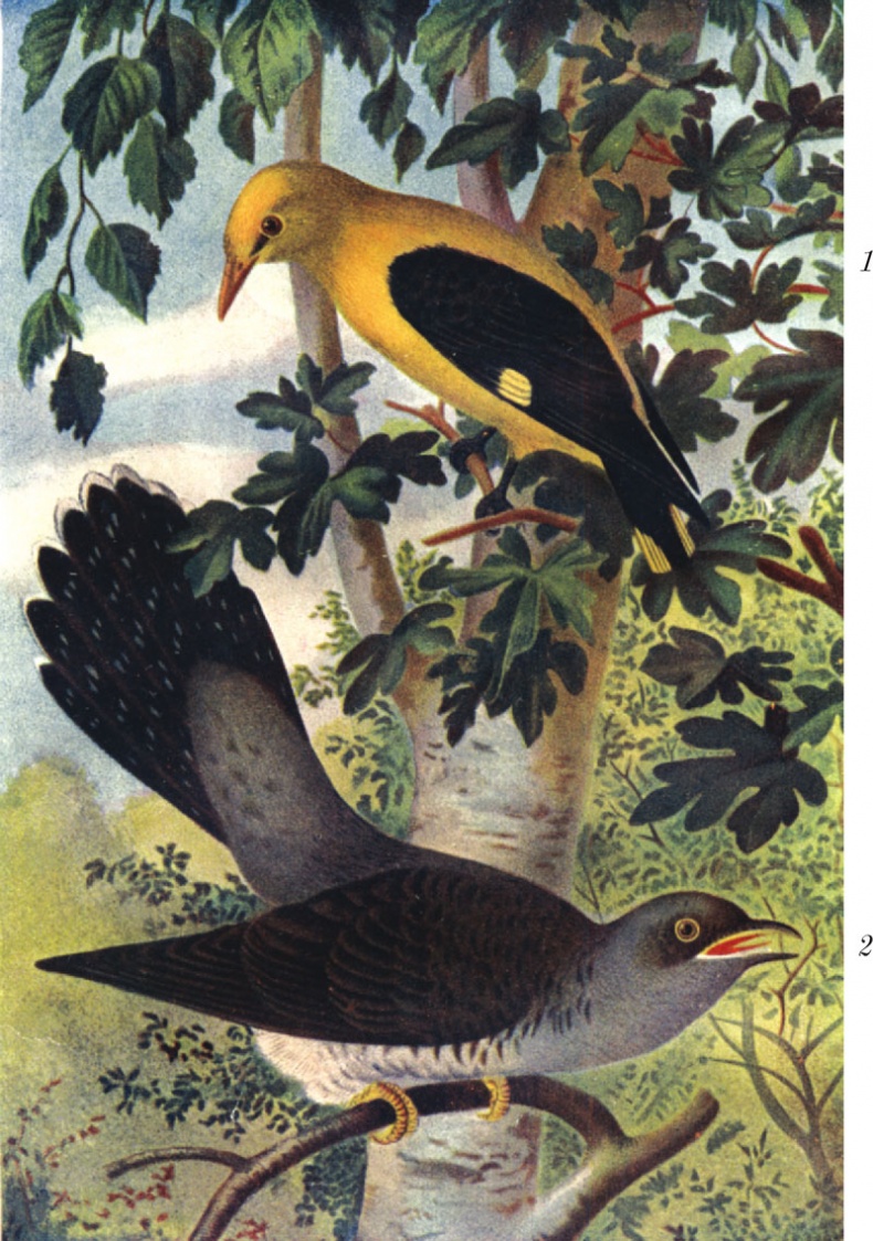 Иллюстрация к книге — Из царства пернатых. Популярные очерки из мира русских птиц [i_030.jpg]