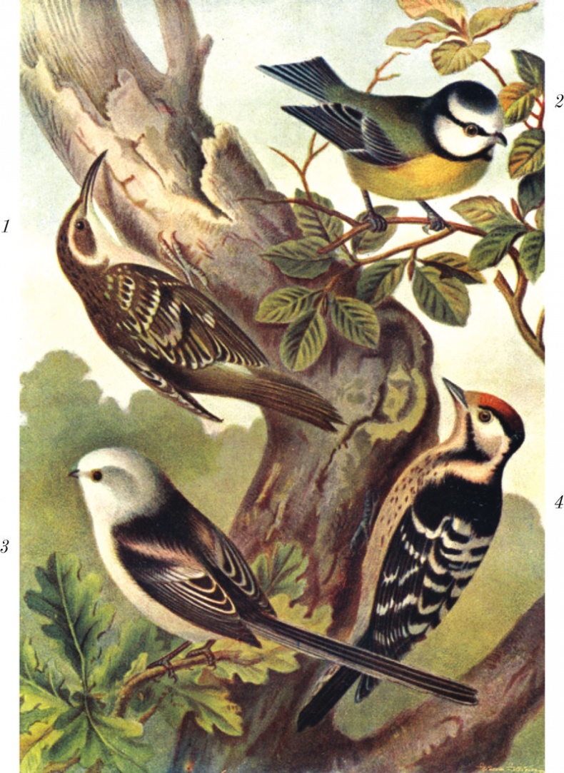 Иллюстрация к книге — Из царства пернатых. Популярные очерки из мира русских птиц [i_031.jpg]