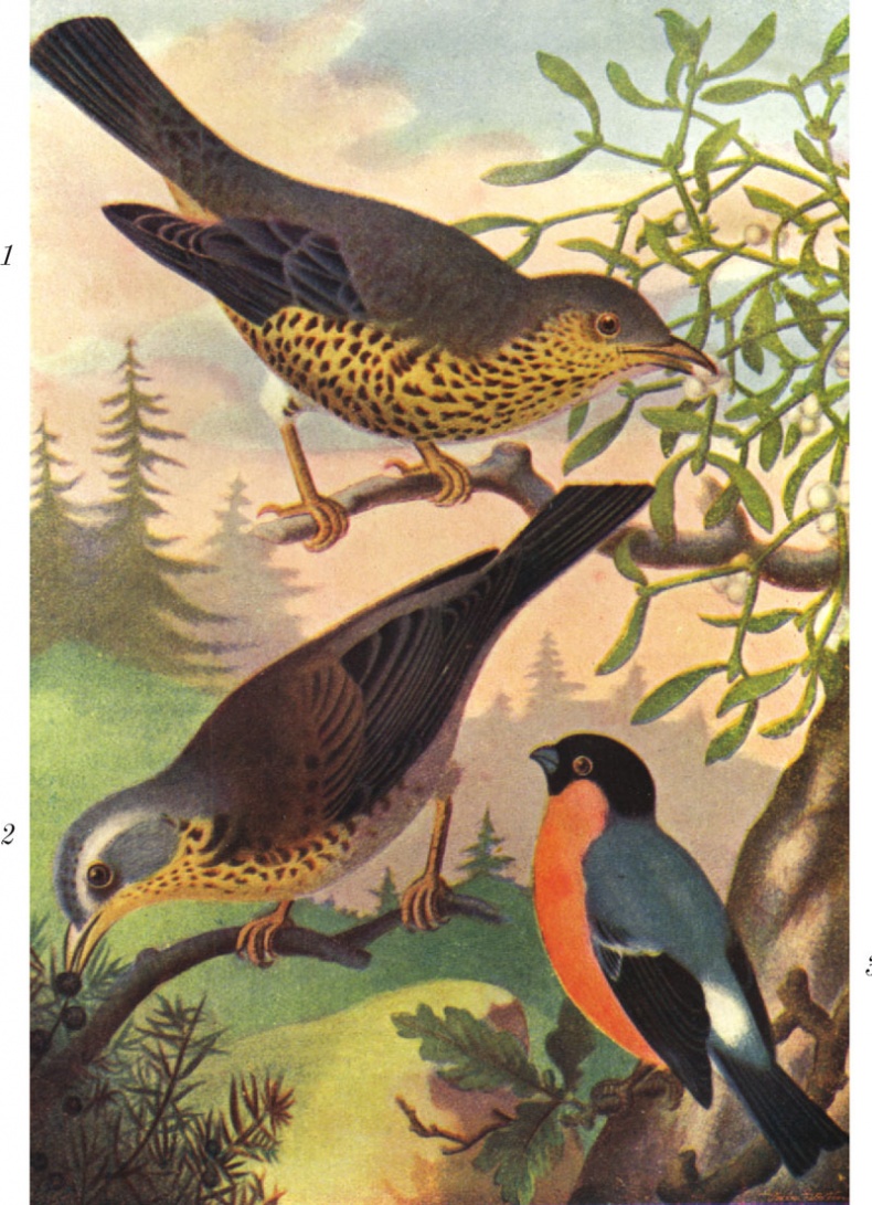 Иллюстрация к книге — Из царства пернатых. Популярные очерки из мира русских птиц [i_034.jpg]