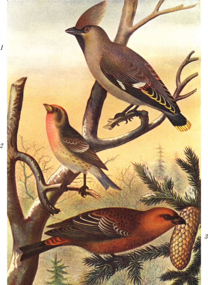 Иллюстрация к книге — Из царства пернатых. Популярные очерки из мира русских птиц [i_035.jpg]