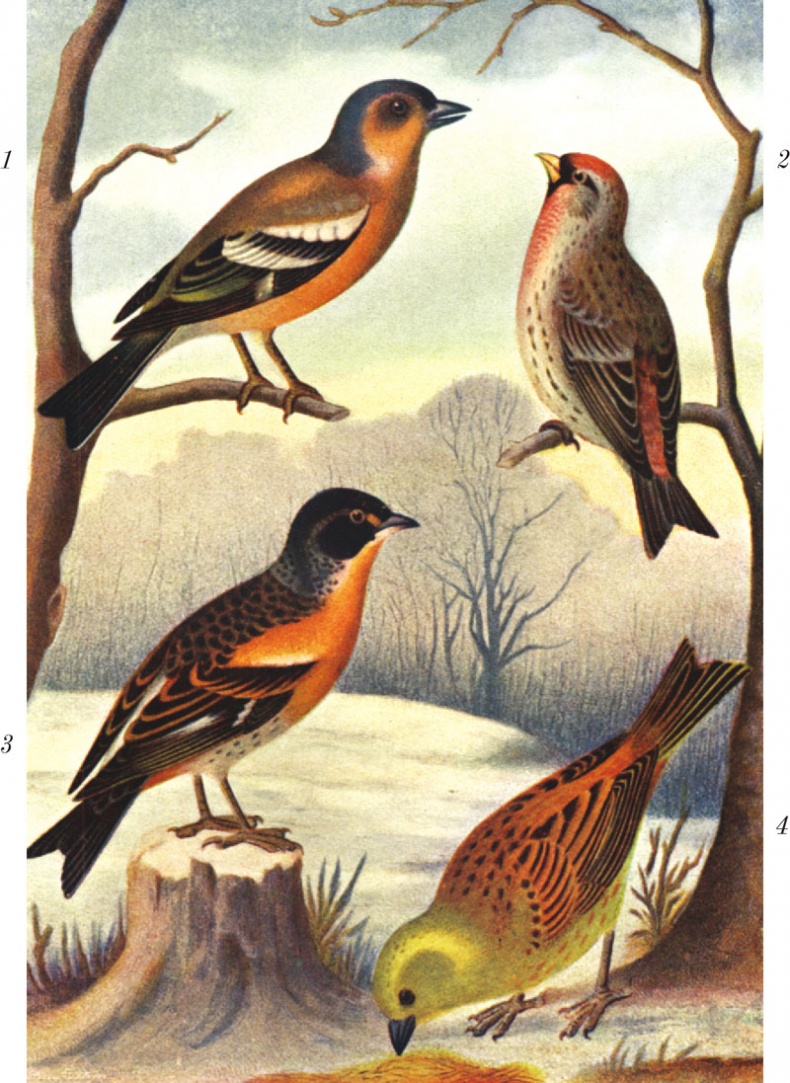 Иллюстрация к книге — Из царства пернатых. Популярные очерки из мира русских птиц [i_036.jpg]