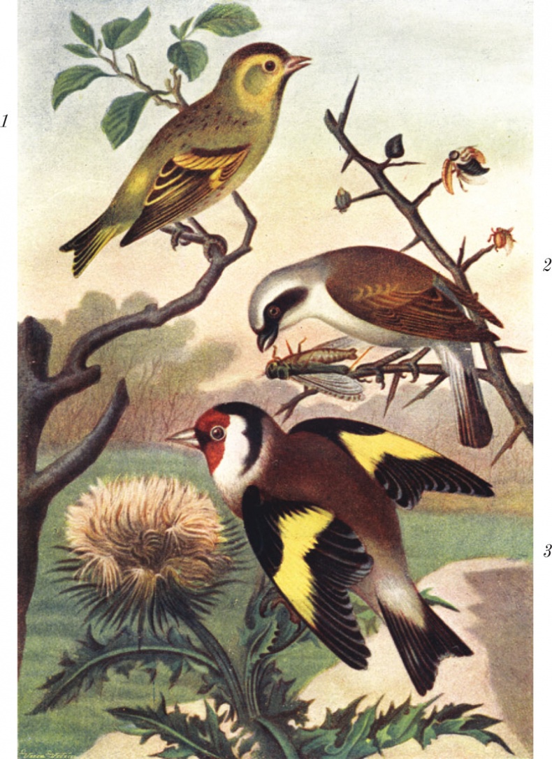 Иллюстрация к книге — Из царства пернатых. Популярные очерки из мира русских птиц [i_037.jpg]