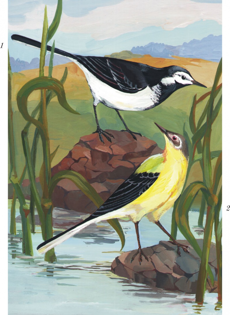 Иллюстрация к книге — Из царства пернатых. Популярные очерки из мира русских птиц [i_040.jpg]