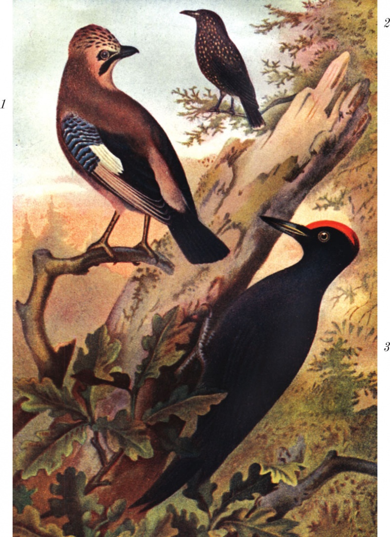 Иллюстрация к книге — Из царства пернатых. Популярные очерки из мира русских птиц [i_041.jpg]