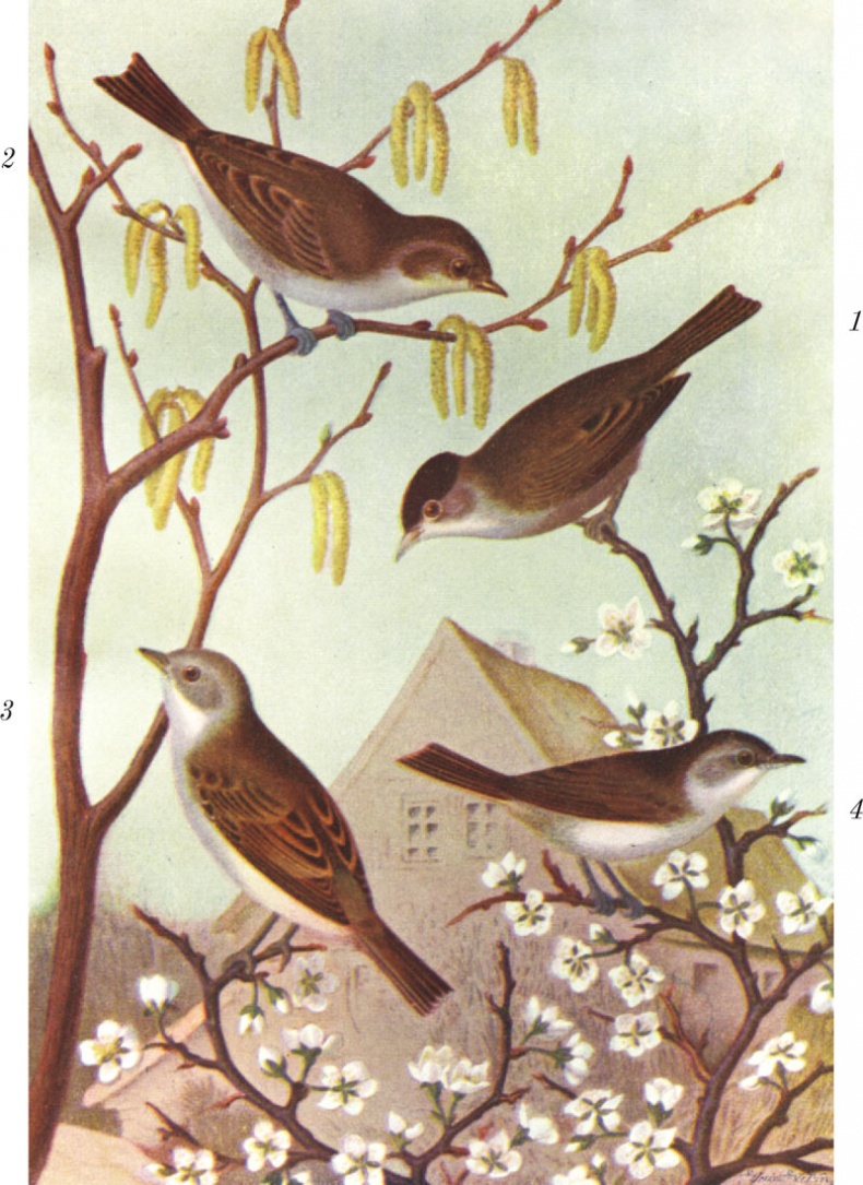 Иллюстрация к книге — Из царства пернатых. Популярные очерки из мира русских птиц [i_042.jpg]