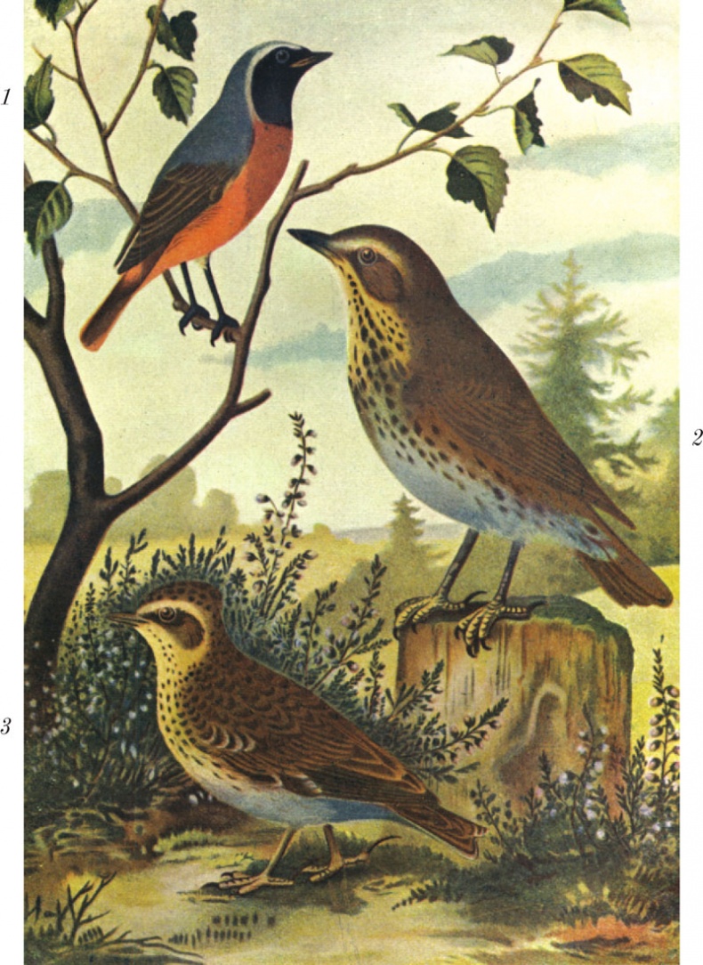 Иллюстрация к книге — Из царства пернатых. Популярные очерки из мира русских птиц [i_043.jpg]