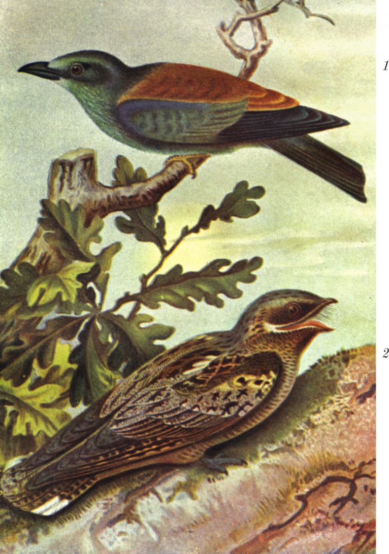 Иллюстрация к книге — Из царства пернатых. Популярные очерки из мира русских птиц [i_045.jpg]