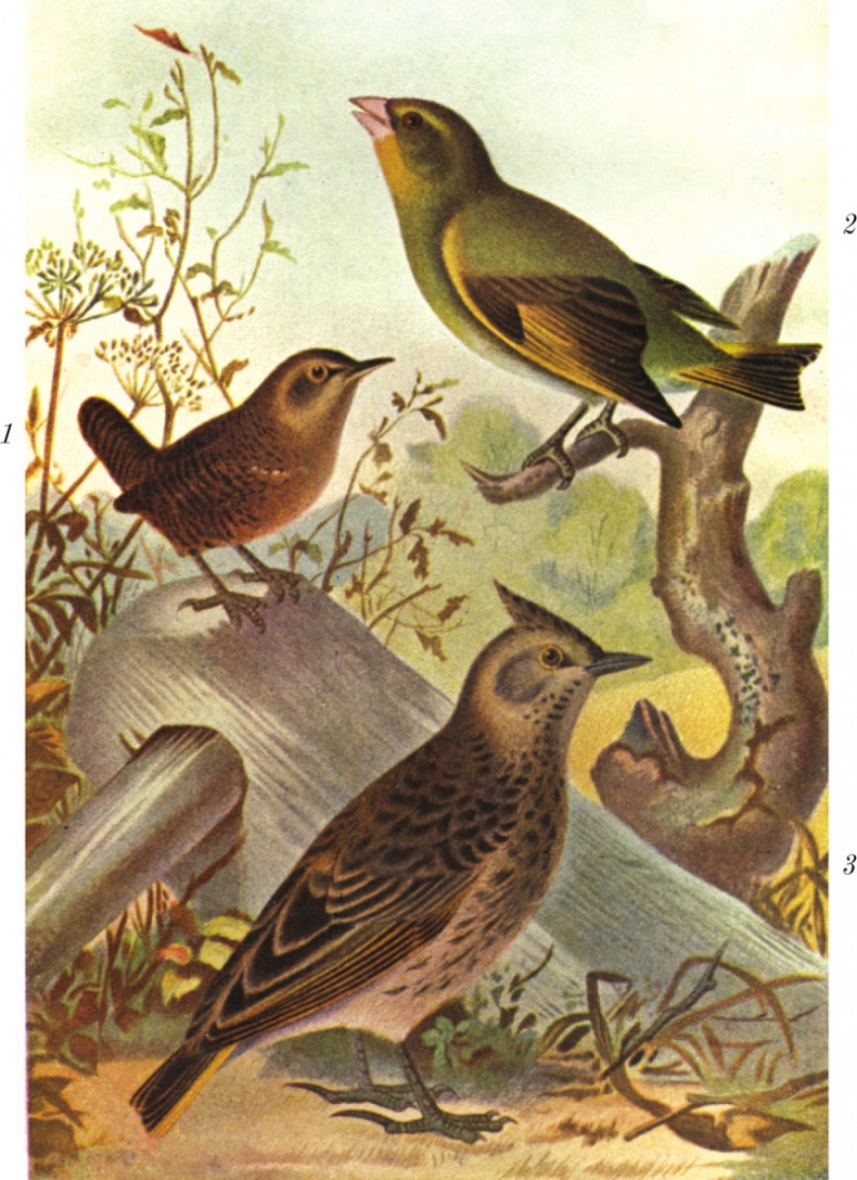 Иллюстрация к книге — Из царства пернатых. Популярные очерки из мира русских птиц [i_046.jpg]