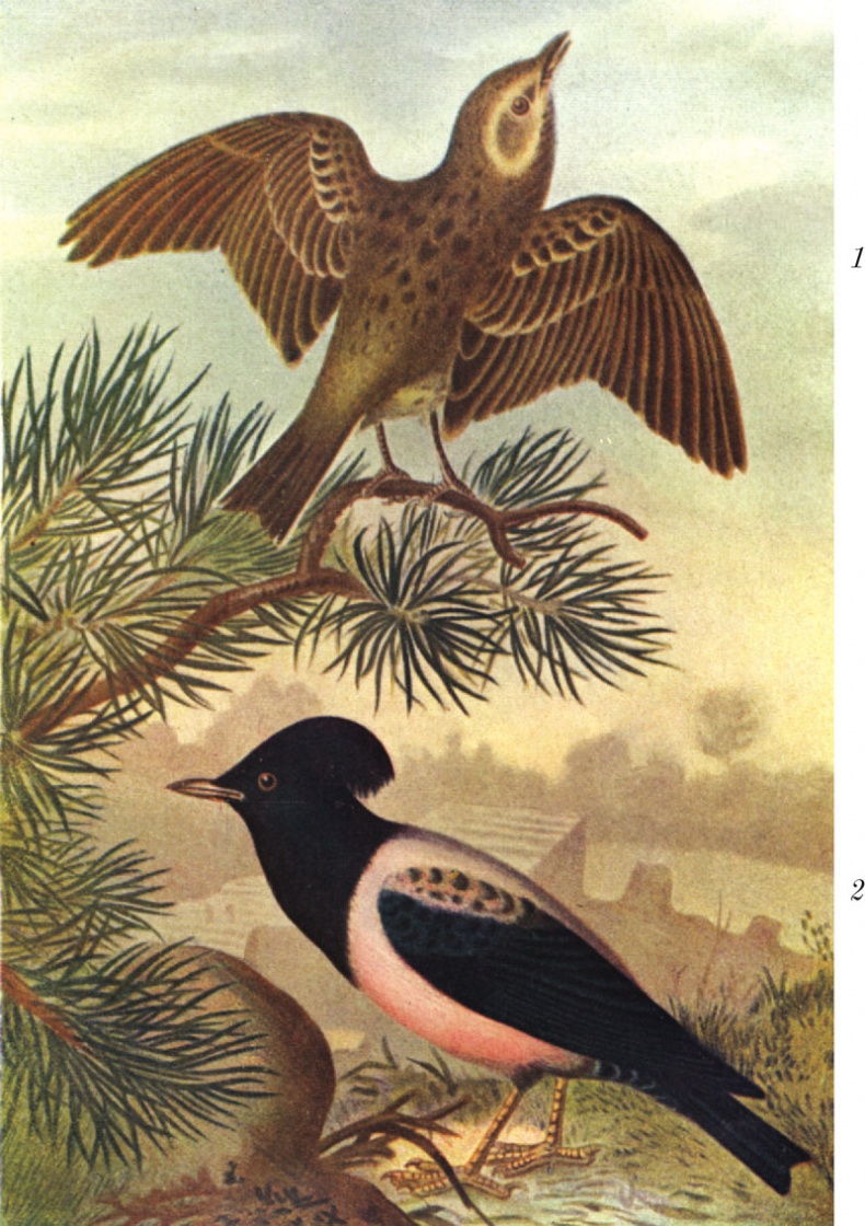 Иллюстрация к книге — Из царства пернатых. Популярные очерки из мира русских птиц [i_047.jpg]