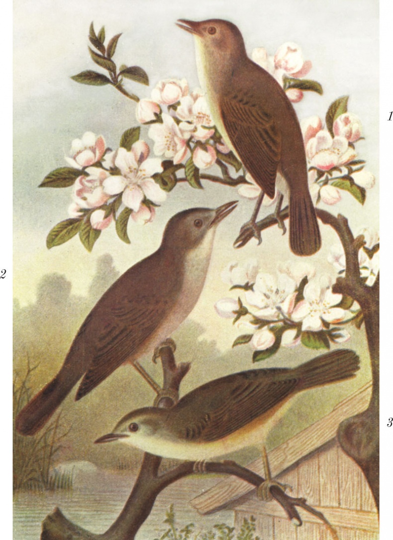 Иллюстрация к книге — Из царства пернатых. Популярные очерки из мира русских птиц [i_048.jpg]