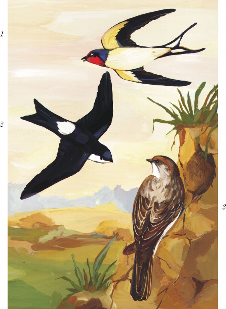 Иллюстрация к книге — Из царства пернатых. Популярные очерки из мира русских птиц [i_051.jpg]