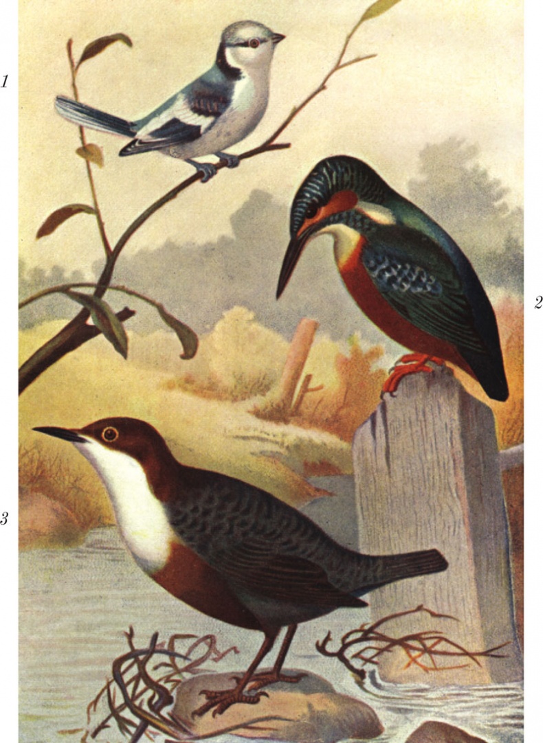 Иллюстрация к книге — Из царства пернатых. Популярные очерки из мира русских птиц [i_052.jpg]