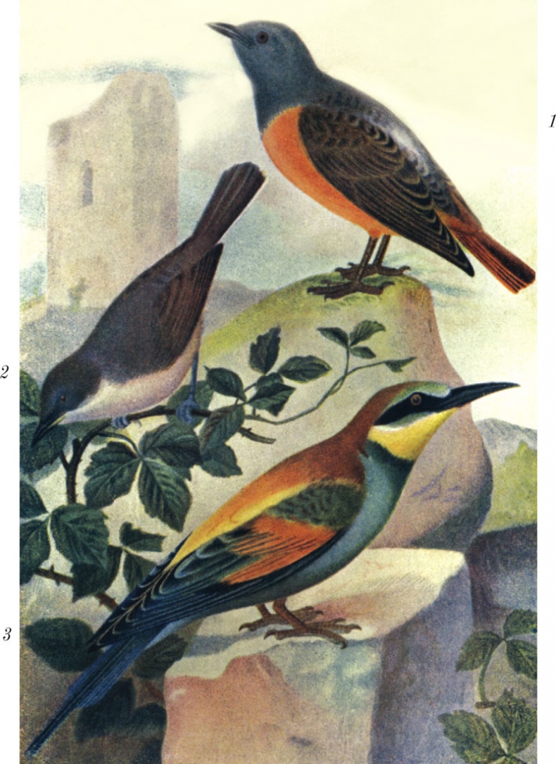 Иллюстрация к книге — Из царства пернатых. Популярные очерки из мира русских птиц [i_053.jpg]