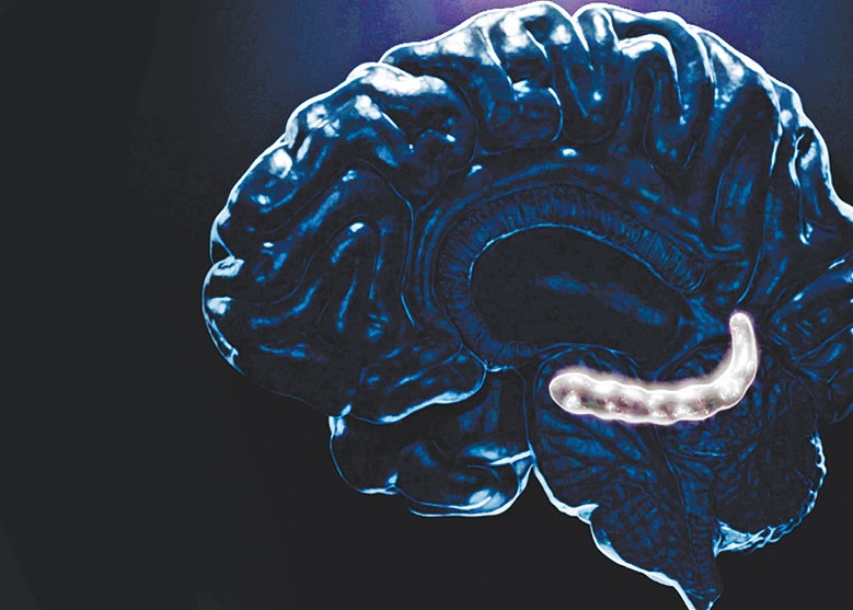 Иллюстрация к книге — Мозг. Ваша личная история [i_009.jpg]