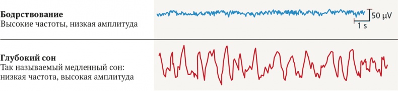 Иллюстрация к книге — Мозг. Ваша личная история [i_017.jpg]
