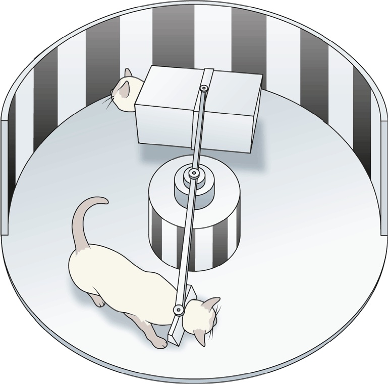 Иллюстрация к книге — Мозг. Ваша личная история [i_024.jpg]