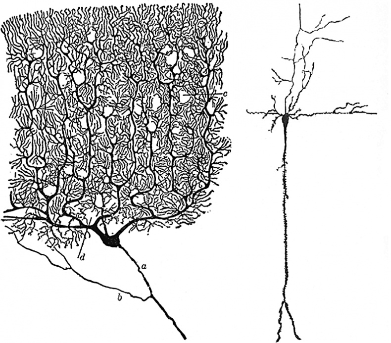 Иллюстрация к книге — Мозг. Ваша личная история [i_036.jpg]