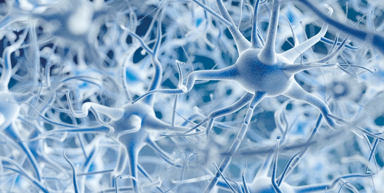 Иллюстрация к книге — Мозг. Ваша личная история [i_043.jpg]